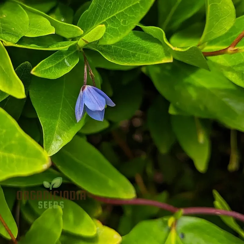 Australian Climbing Bluebell Wildflower Seeds - Planting Guide Included, Rare Wildflower Seeds