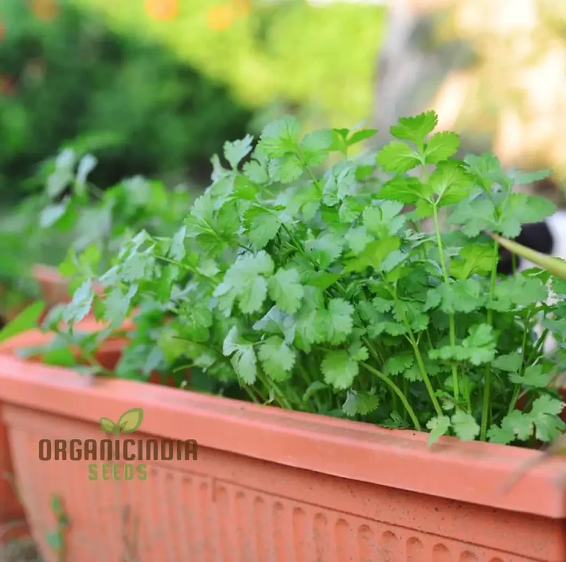 Cilantro - Slow Bolting Seeds for Successful Planting and Growing | Buy Organic Seeds Online