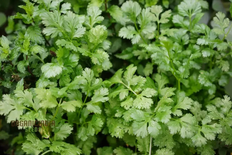 Cilantro - Slow Bolting Seeds for Successful Planting and Growing | Buy Organic Seeds Online