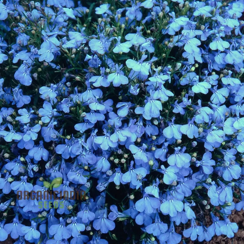 Lobelia (Edging Variety) Cambridge Blue Flower Seeds For Planting, Elegant Blue Lobelia for Perfect Garden Edging and Borders
