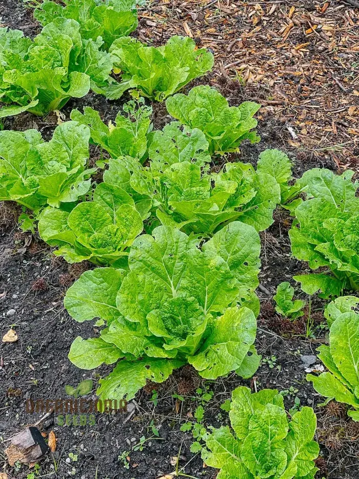 Wong Bok Seeds - Premium Quality Seeds for Planting in Your Garden