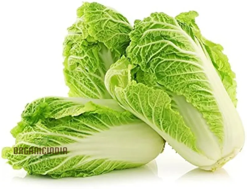Wong Bok Seeds - Premium Quality Seeds for Planting in Your Garden