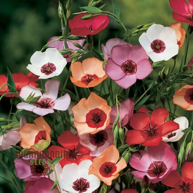 Linum Charmer Extra Mixture Flower Seeds For Planting, Vibrant and Varied Linum Flowers for a Stunning Garden Display