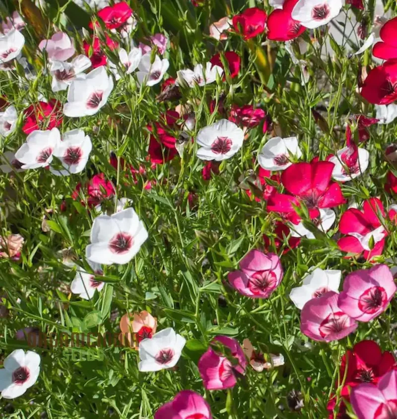 Linum Charmer Extra Mixture Flower Seeds For Planting, Vibrant and Varied Linum Flowers for a Stunning Garden Display