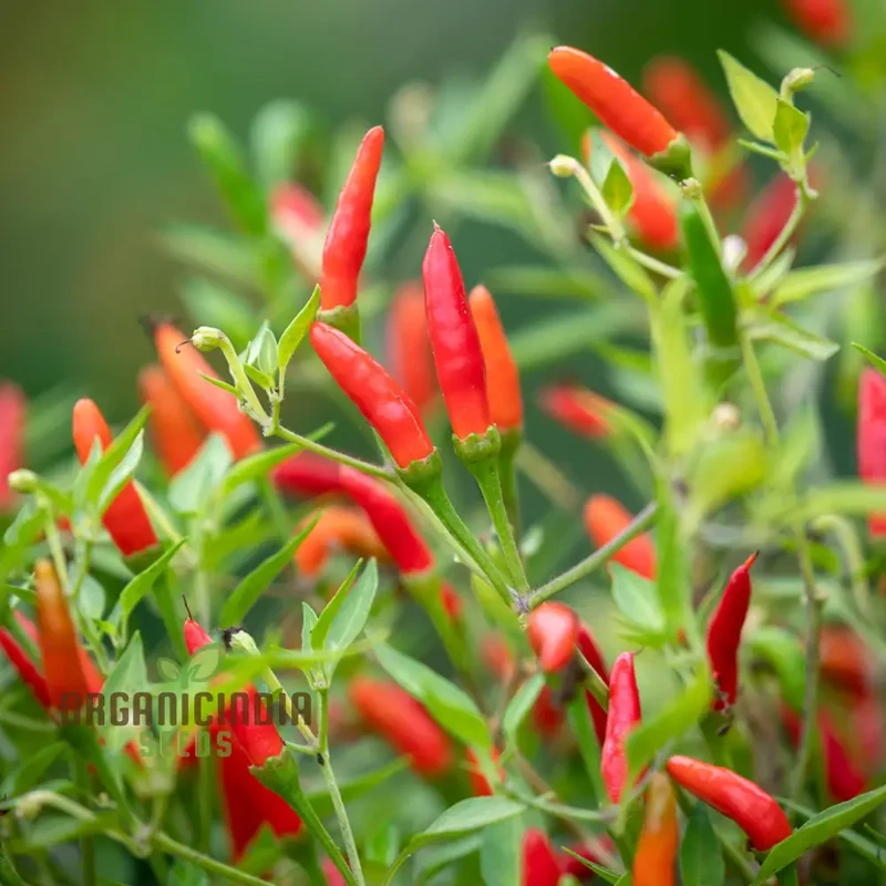 Hot Pepper Demon Red Vegetable Seeds for Planting, Premium Quality Seeds for Home Gardening