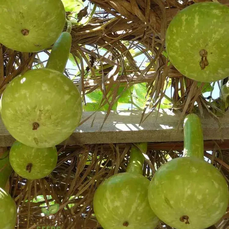 Bottle Gourd Desi-Spinning Top (Lattu) Shape Seeds - Planting Guide Included - Rare and Unique Varietal for Your Garden