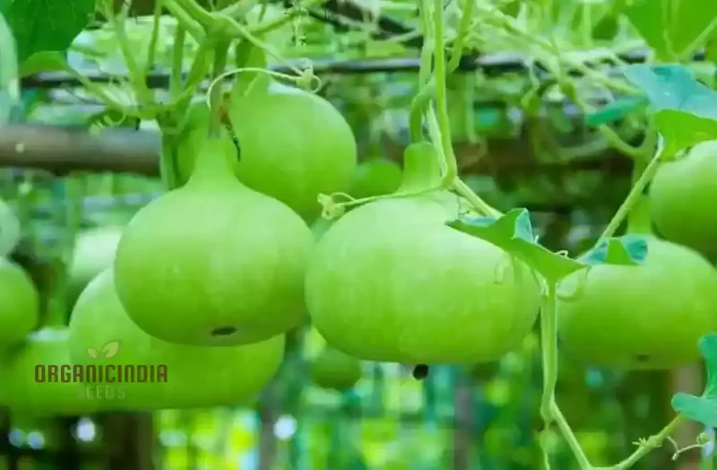 Bottle Gourd Desi-Spinning Top (Lattu) Shape Seeds - Planting Guide Included - Rare and Unique Varietal for Your Garden