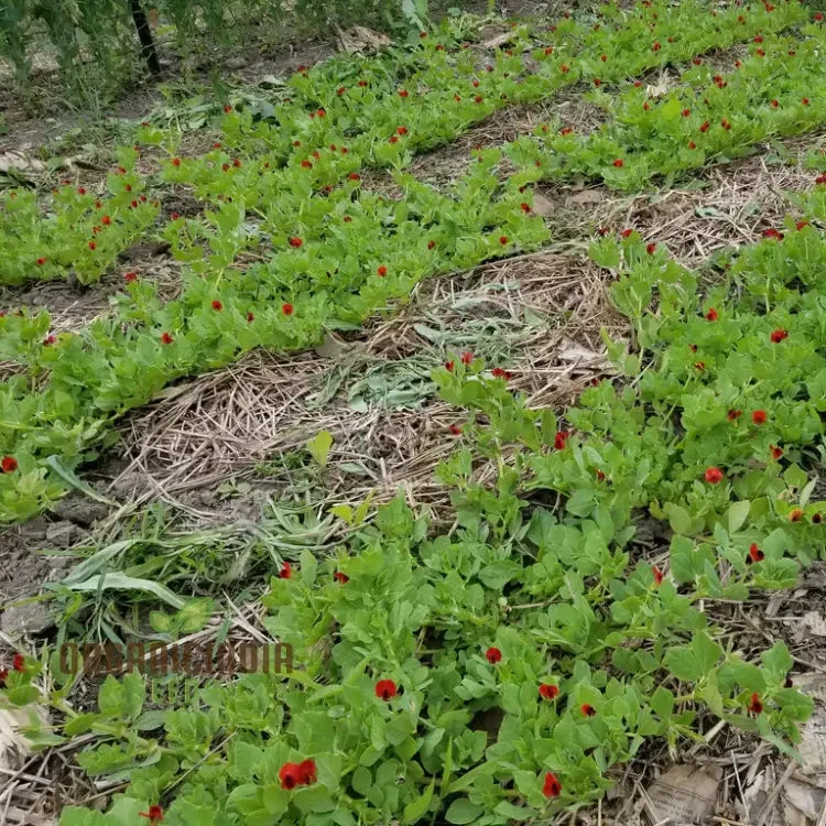 Asparagus Pea Seeds for Gardening | Grow Fresh and Flavorful Asparagus Peas
