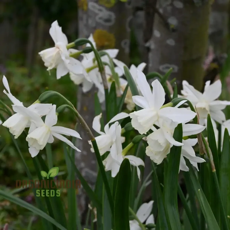 Narcissus Thalia (White Daffodil) Flower Seeds For Planting, Elegant and Fragrant White Blooms for a Graceful Garden Touch