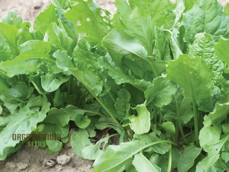 Sorrel French Green De Belleville Seeds – Premium Quality, Nutritious Leafy Herb for Garden & Kitchen Use