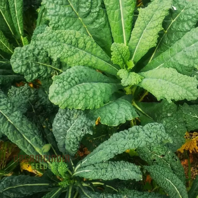 Kale Seeds 'Yurok' F1 Seeds â€“ Elevate Your Gardening with Hardy, Delicious Vegetables for a Healthy Harvest!