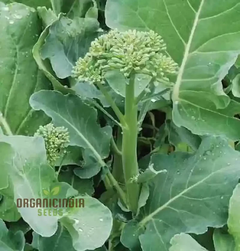 Hong Kong Broccoli Seeds for Gardening - Premium Quality Seeds for Your Vegetable Garden