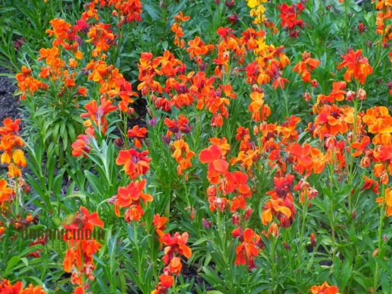 Wallflower Fire King Flower Seeds For Planting, Bold and Fiery Red Wallflowers for a Striking Garden Display