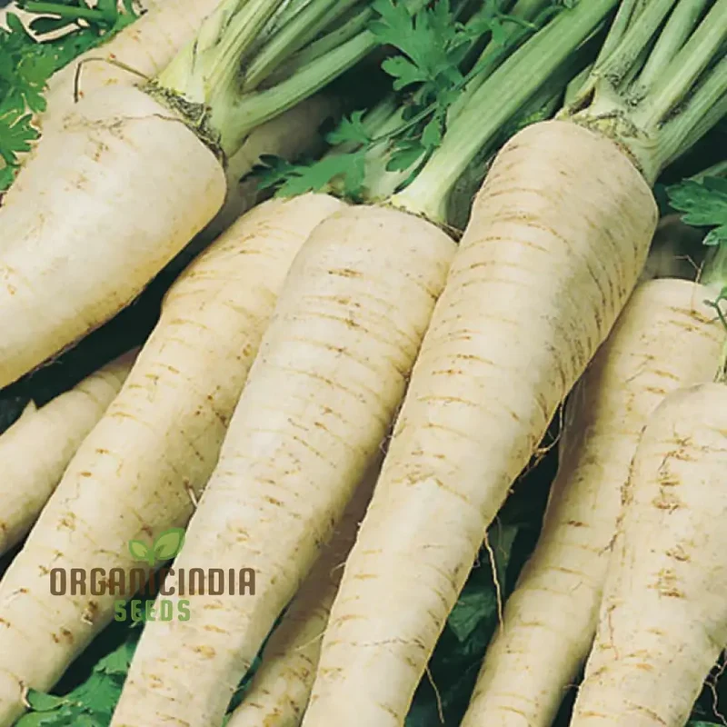 Hamburg Parsley Vegetable Seeds for planting, Heirloom Quality Seeds for Home Garden