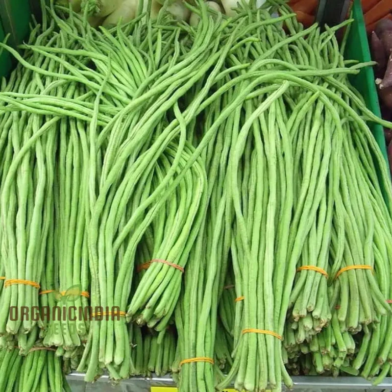 Snake Bean - Red Dragon Seeds for Planting in Your Garden | Premium Quality Seeds