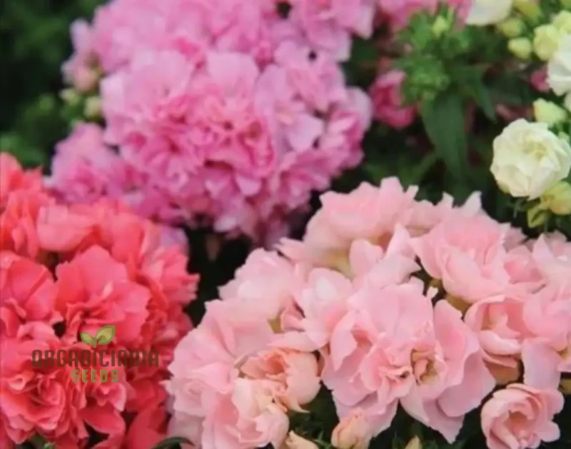 Phlox F1 Promise Mix Hybrid Seeds - Colorful Blooms for Your Garden Beds and Borders - Premium Quality Flower Seeds for Gardening Enthusiasts