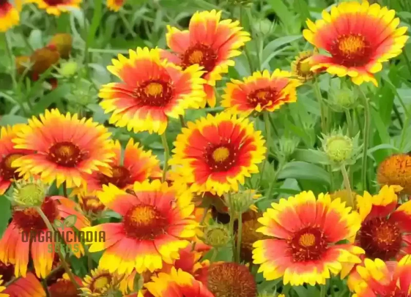 Fiery Mix Flower Seeds For Planting, Bright Yellow and Red Flowers