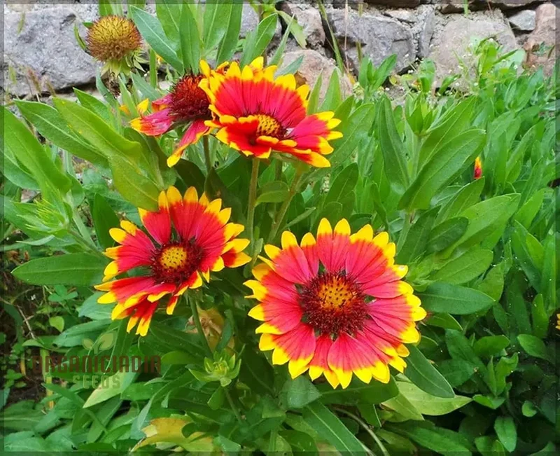 Fiery Mix Flower Seeds For Planting, Bright Yellow and Red Flowers