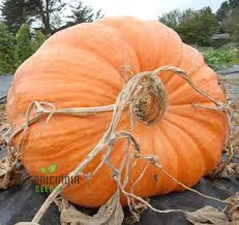 Pumpkin Seeds - Atlantic Giant | Premium Seeds for Gardening
