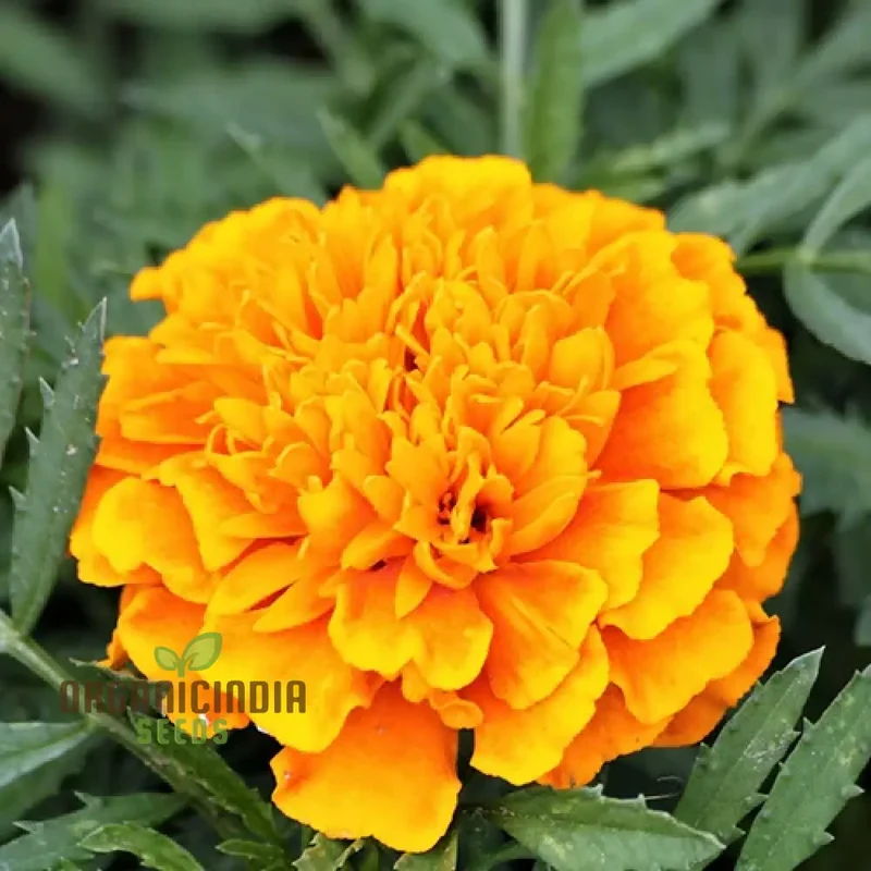 Mellow Yellow Mix Flower Seeds For Planting for a Stunning Garden Display