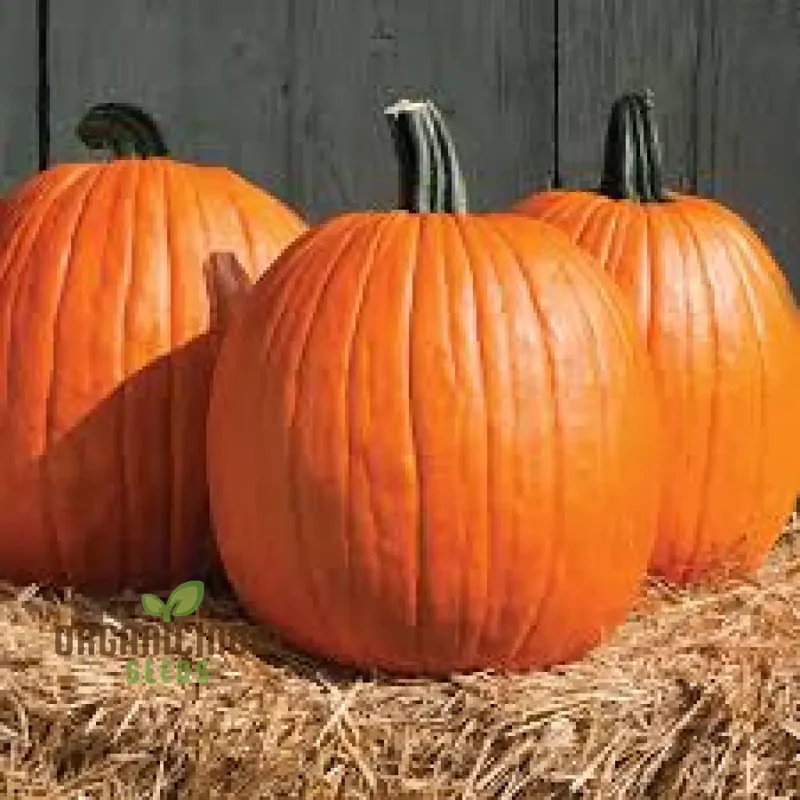Jack O'Lantern Pumpkin Seeds - Premium Quality Seeds for Gardening | Perfect for Fall Decor