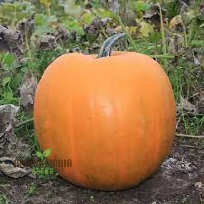 Jack O'Lantern Pumpkin Seeds - Premium Quality Seeds for Gardening | Perfect for Fall Decor
