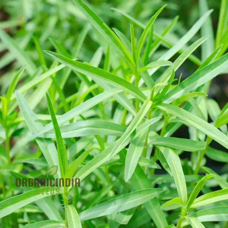 Tarragon Seeds for Planting – High-Quality, Fast-Germinating & Easy-Grow Herb Variety