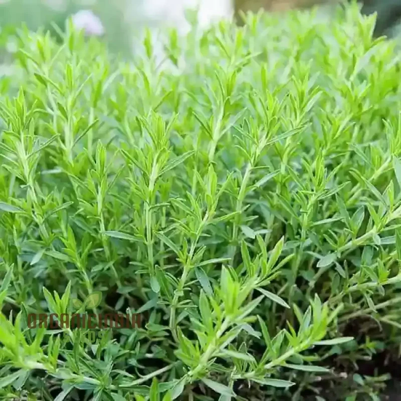 Tarragon Seeds for Planting – High-Quality, Fast-Germinating & Easy-Grow Herb Variety