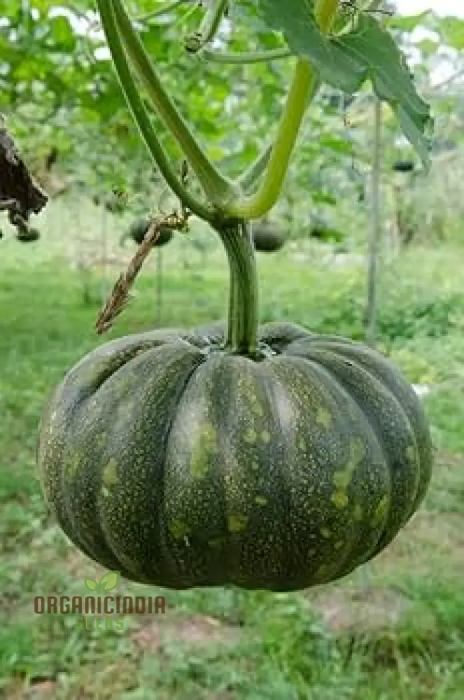 Pumpkin Seeds for Gardening - Premium Quality Seeds for Your Garden