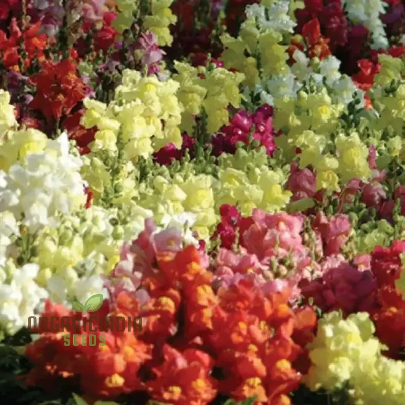 Snapdragon Bedding Snapshot Mix Seeds for Vibrant Gardening - Premium Quality Flower Seeds for Beautiful Gardens