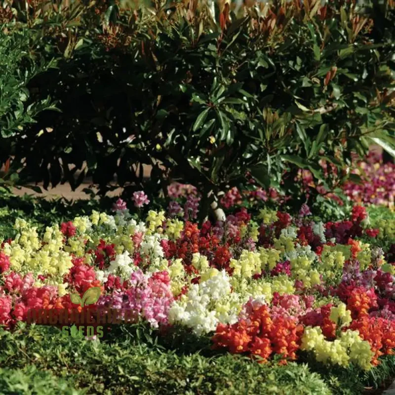 Snapdragon Bedding Snapshot Mix Seeds for Vibrant Gardening - Premium Quality Flower Seeds for Beautiful Gardens