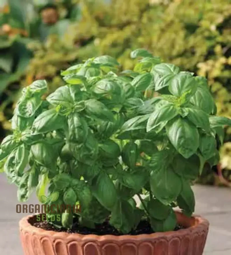 Basil Dolce Fresca Seeds – Premium Sweet Italian Basil for Home & Kitchen Gardens