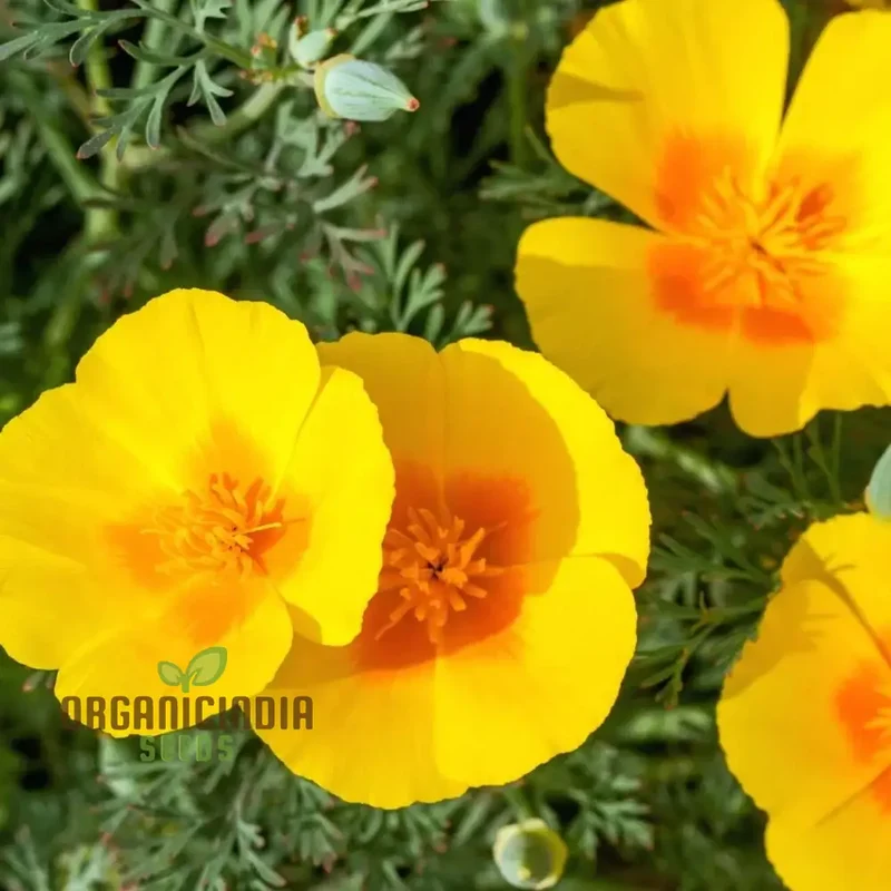 California Poppy Yellow Flower Seeds For Planting, Grow Bright Yellow Poppies for Your Garden