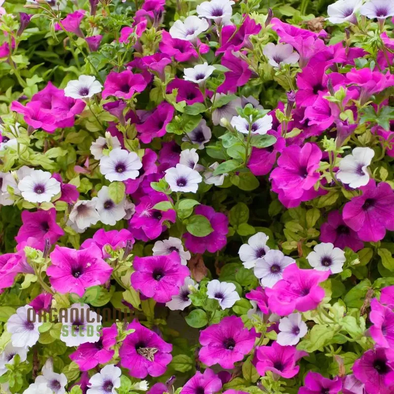 Petunia Supercascade Pink Seeds for Planting