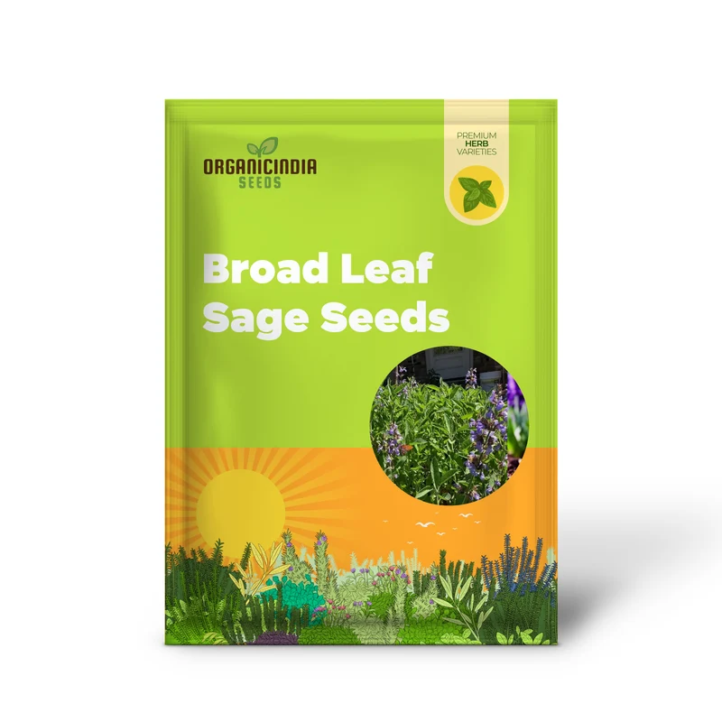 Broad Leaf Sage Seeds for Planting – Organic, Aromatic & High-Germination Herb Variety