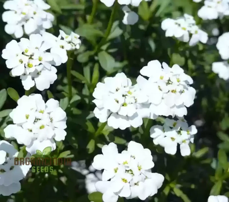 Candytuft - Iberis Amara White Flower Seeds For Planting, Perfect for Garden Borders and Floral Displays