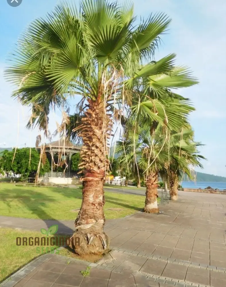 Washingtonia Robusta Seeds - Planting Guide Included for Successful Growth