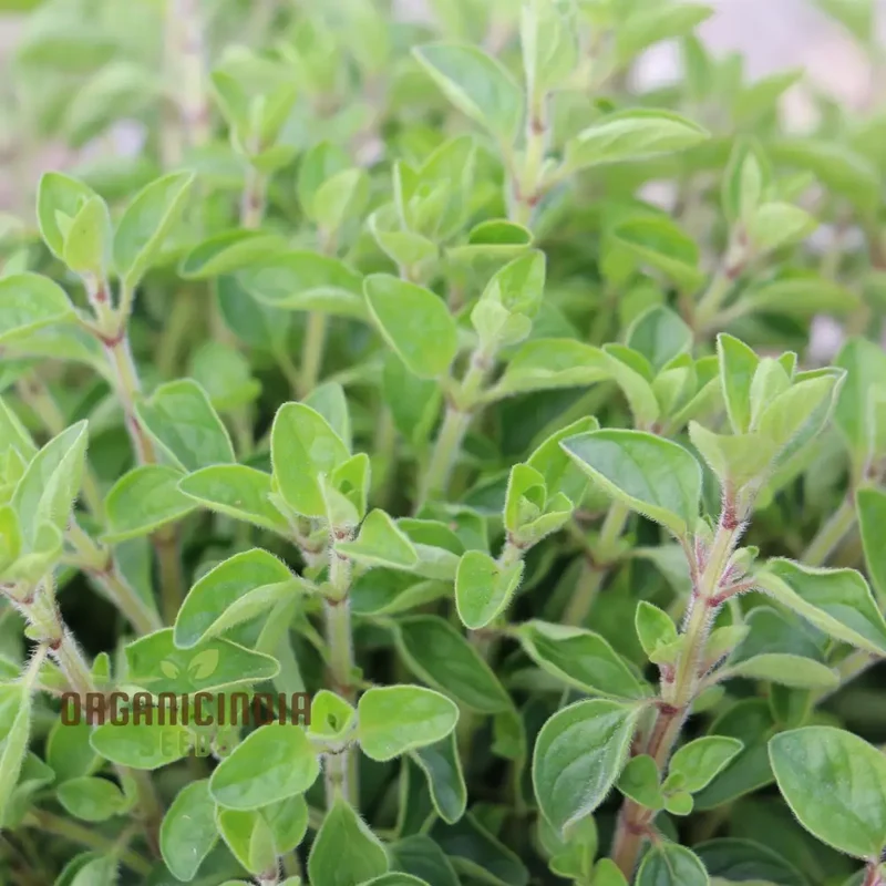 Vulgaris Seeds – Premium Quality Garden Seeds for Planting & Outdoor Growing