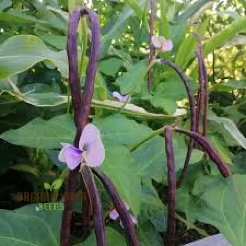 Dwarf Snake Bean Burgundy (Long Bean) Seeds - Premium Quality for Your Gardening Needs