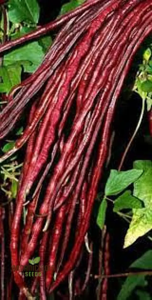 Dwarf Snake Bean Burgundy (Long Bean) Seeds - Premium Quality for Your Gardening Needs