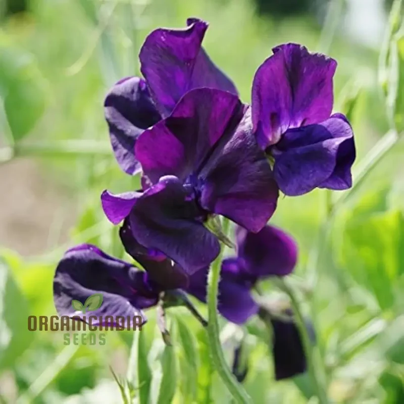 Sweet Pea Seeds - Royal Navy Blue Variety for Planting, Fragrant Flowers