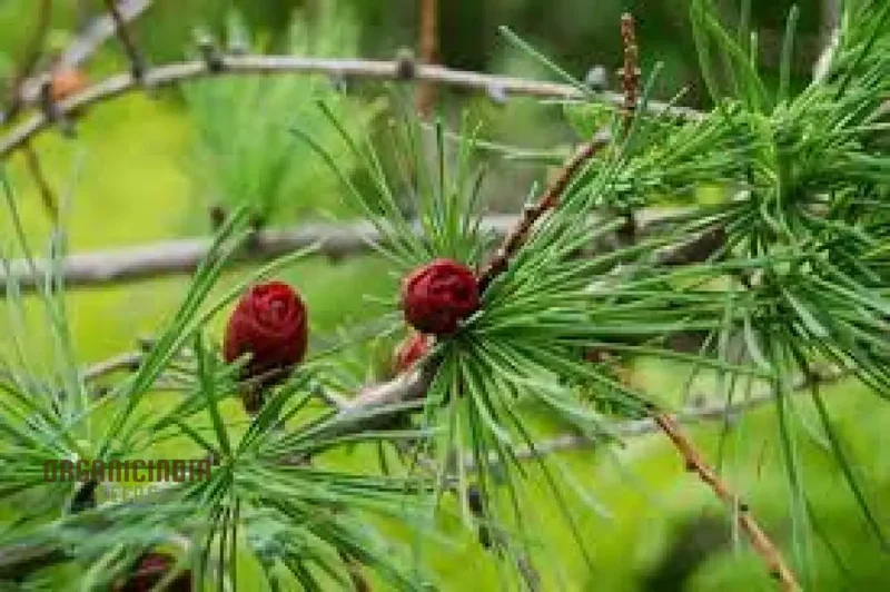 American Larch - Larix laricina Seeds | Planting Guide Included | Hardy Conifer for Landscaping and Gardens