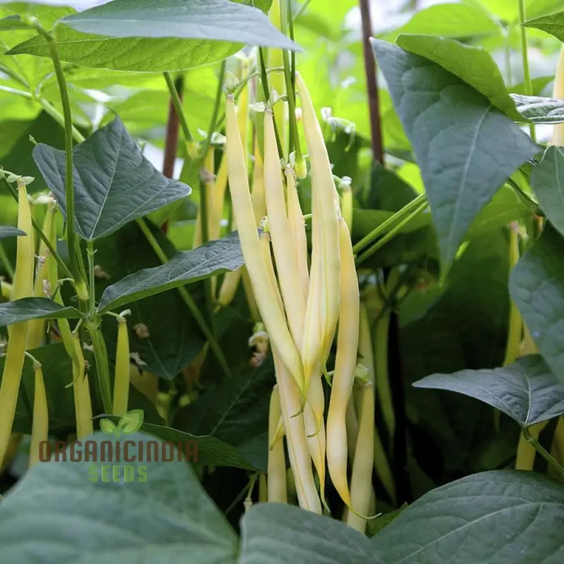 Dwarf French Bean Dior Vegetable Seeds for Planting, Easy-to-Grow Seeds for Perfect Home Gardening