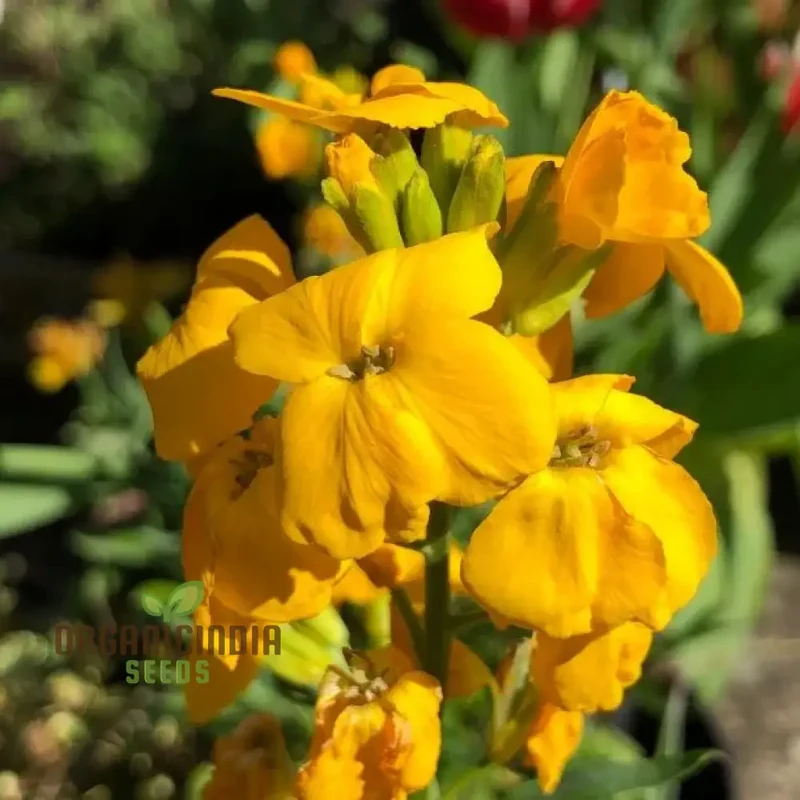 Wallflower Cloth of Gold Flower Seeds For Planting, Bright and Elegant Yellow Wallflowers for a Stunning Garden Display