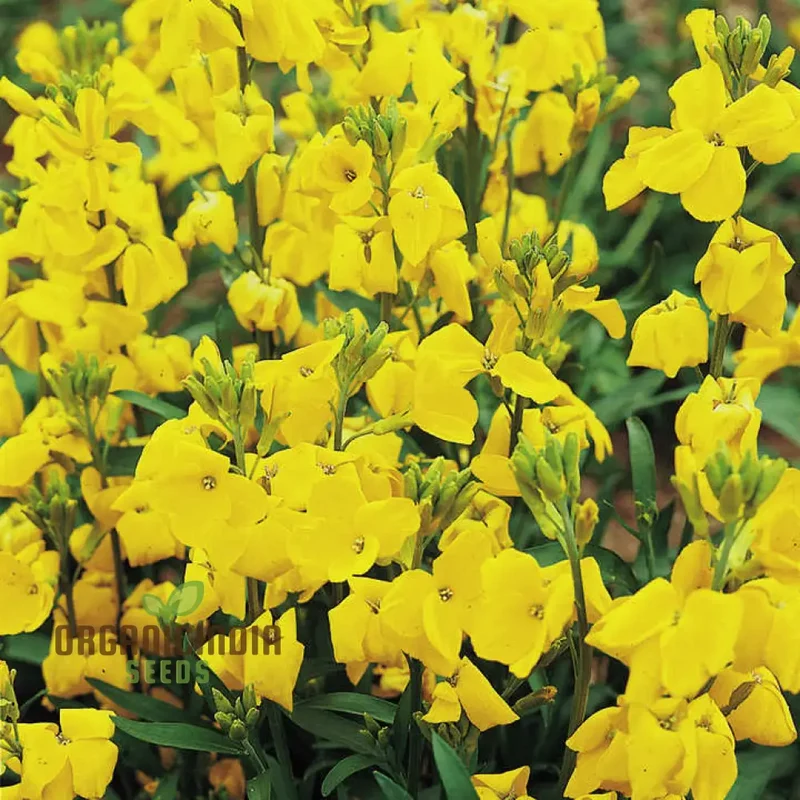Wallflower Cloth of Gold Flower Seeds For Planting, Bright and Elegant Yellow Wallflowers for a Stunning Garden Display