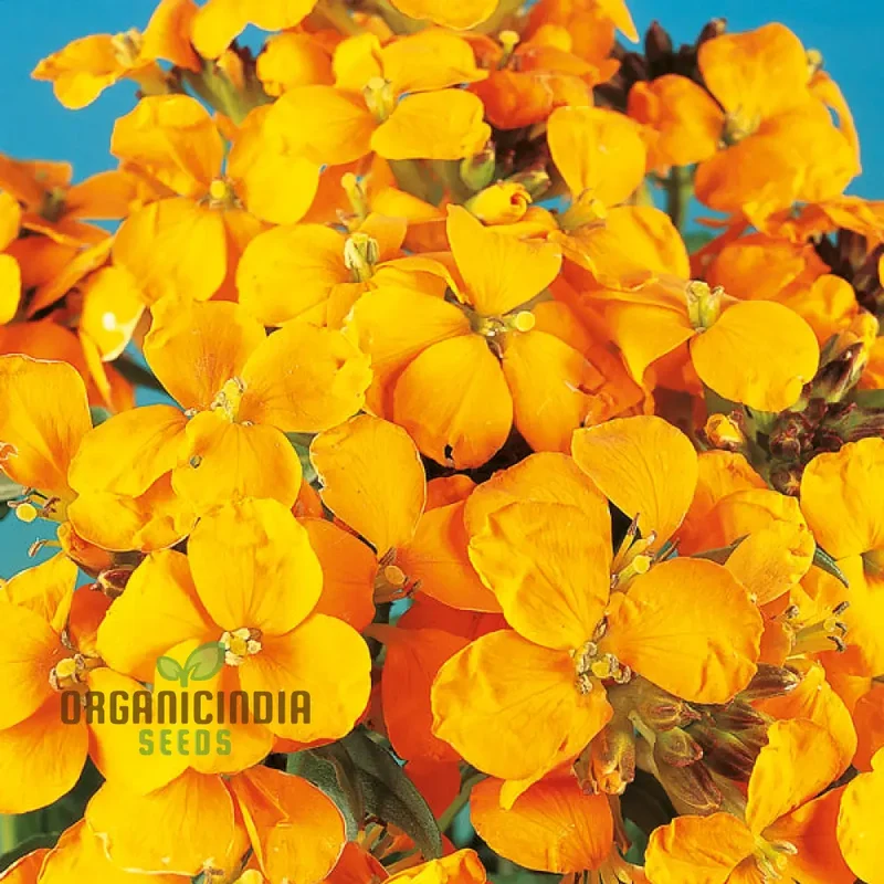 Wallflower Cloth of Gold Flower Seeds For Planting, Bright and Elegant Yellow Wallflowers for a Stunning Garden Display