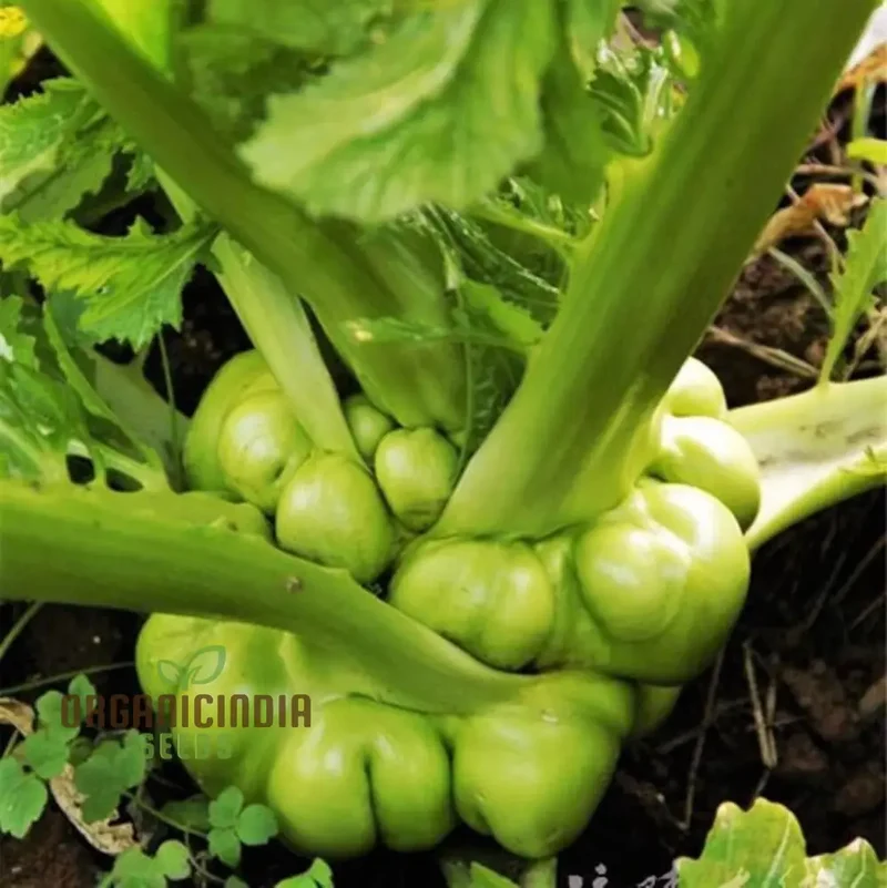 Mustard - Tsa Tsai Round Seeds for Planting and Gardening | Premium Quality Seeds