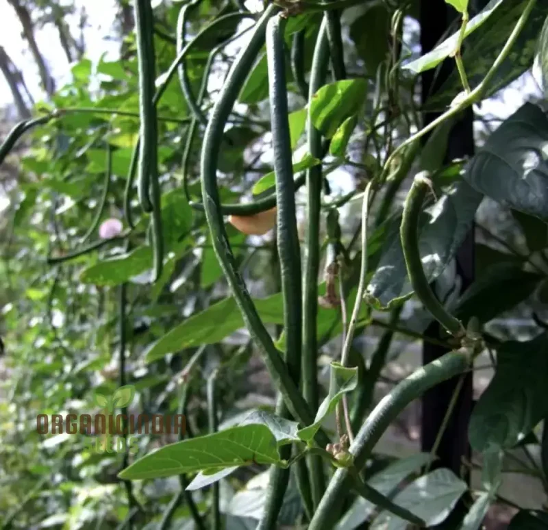 Bean Snake - Black Seeded & Red Dragon Seeds For Planting, High-Yield Exotic Beans for Your Garden