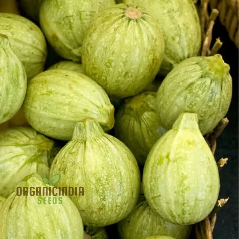 Zucchini - Ronde De Nice Seeds for Planting, Gardening - Premium Quality Organic Heirloom Vegetable Seeds