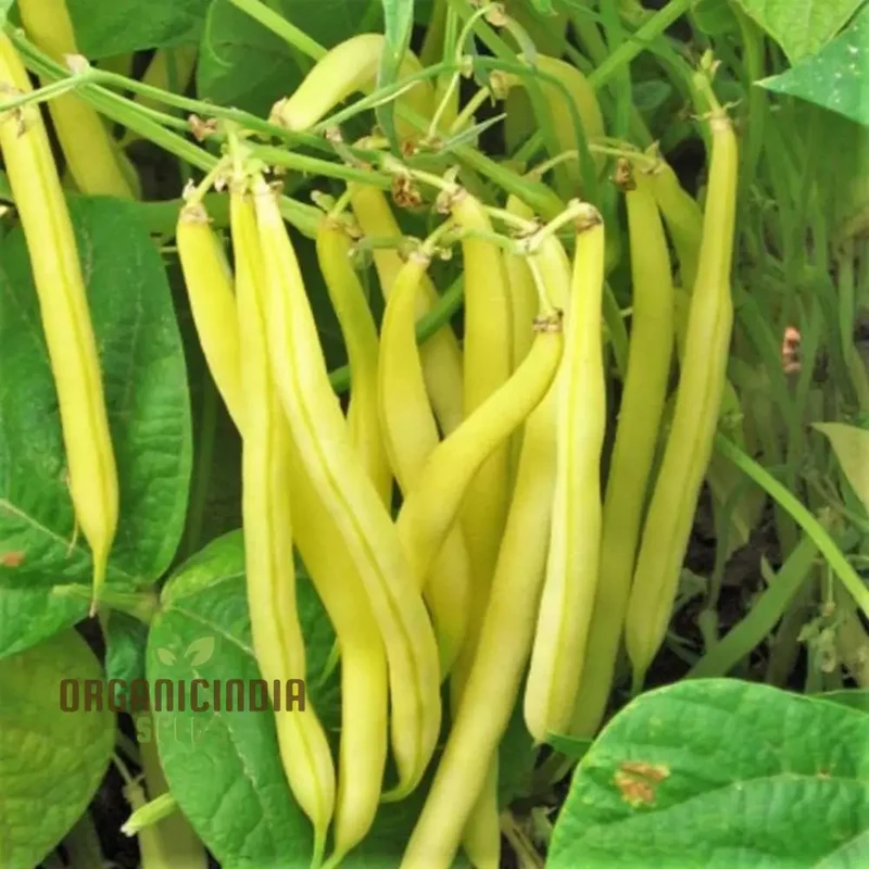 Climbing Bean - Heirloom Mix Seeds For Planting, High-Yield Heritage Beans for Your Garden